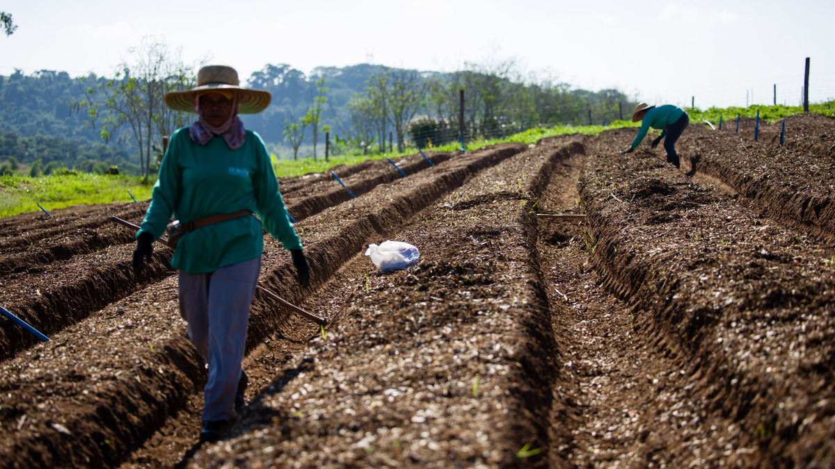 Do campo à cidade: por que o consumo de orgânicos fortalece o pequeno produtor