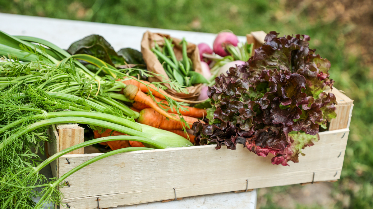 Como planejar suas refeições com os alimentos da CSA