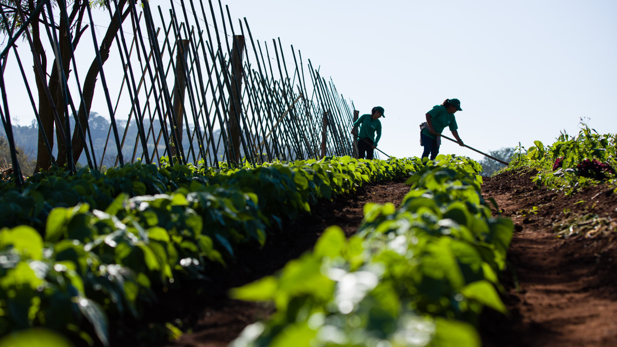 O silêncio da terra: por que o solo saudável é o maior segredo da sua comida