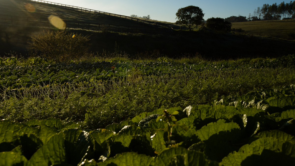 CSA: Mais do que comida, um movimento de transformação