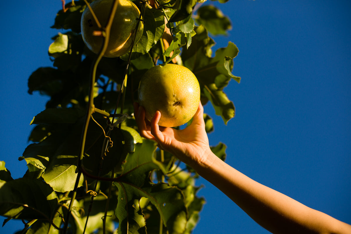 Benefícios da alimentação orgânica para a saúde e o meio ambiente