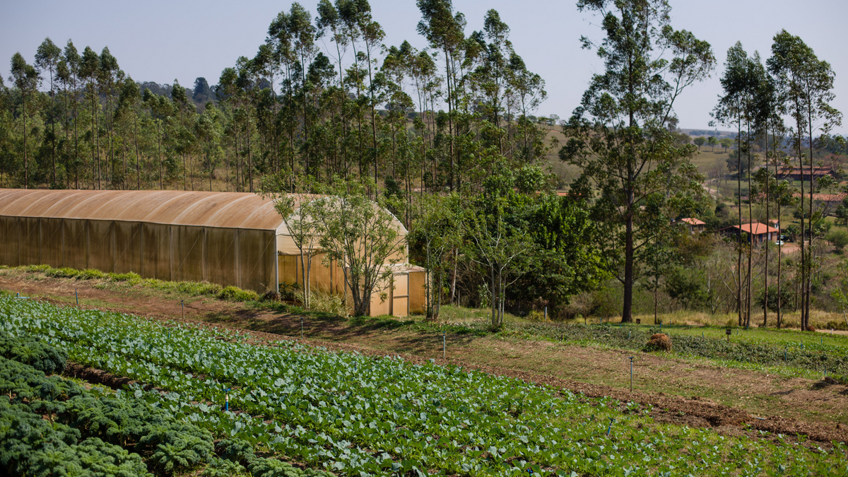 Como a produção orgânica pode ajudar a amenizar as mudanças climáticas