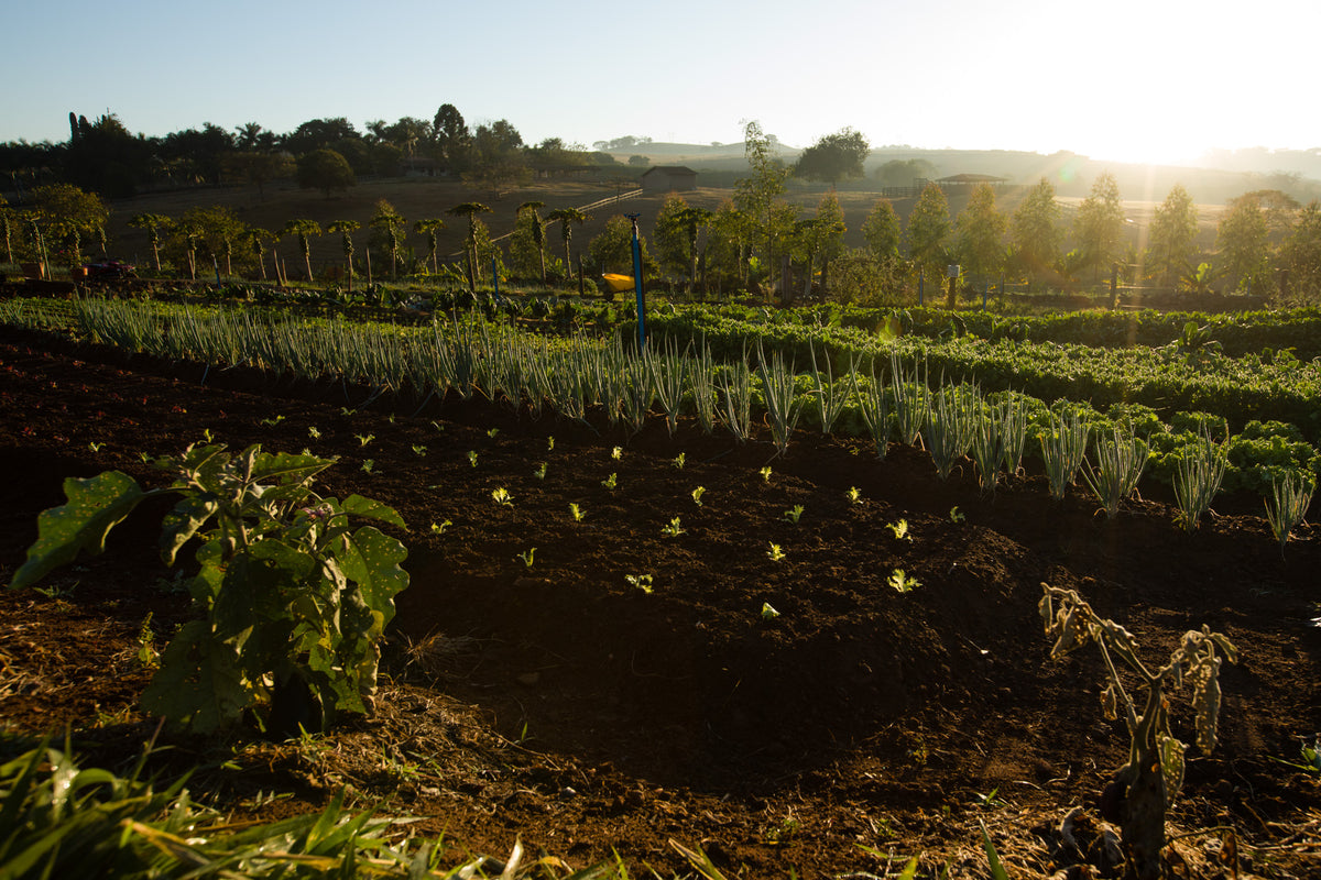 Agroecologia: conceitos e princípios para uma agricultura mais sustentável