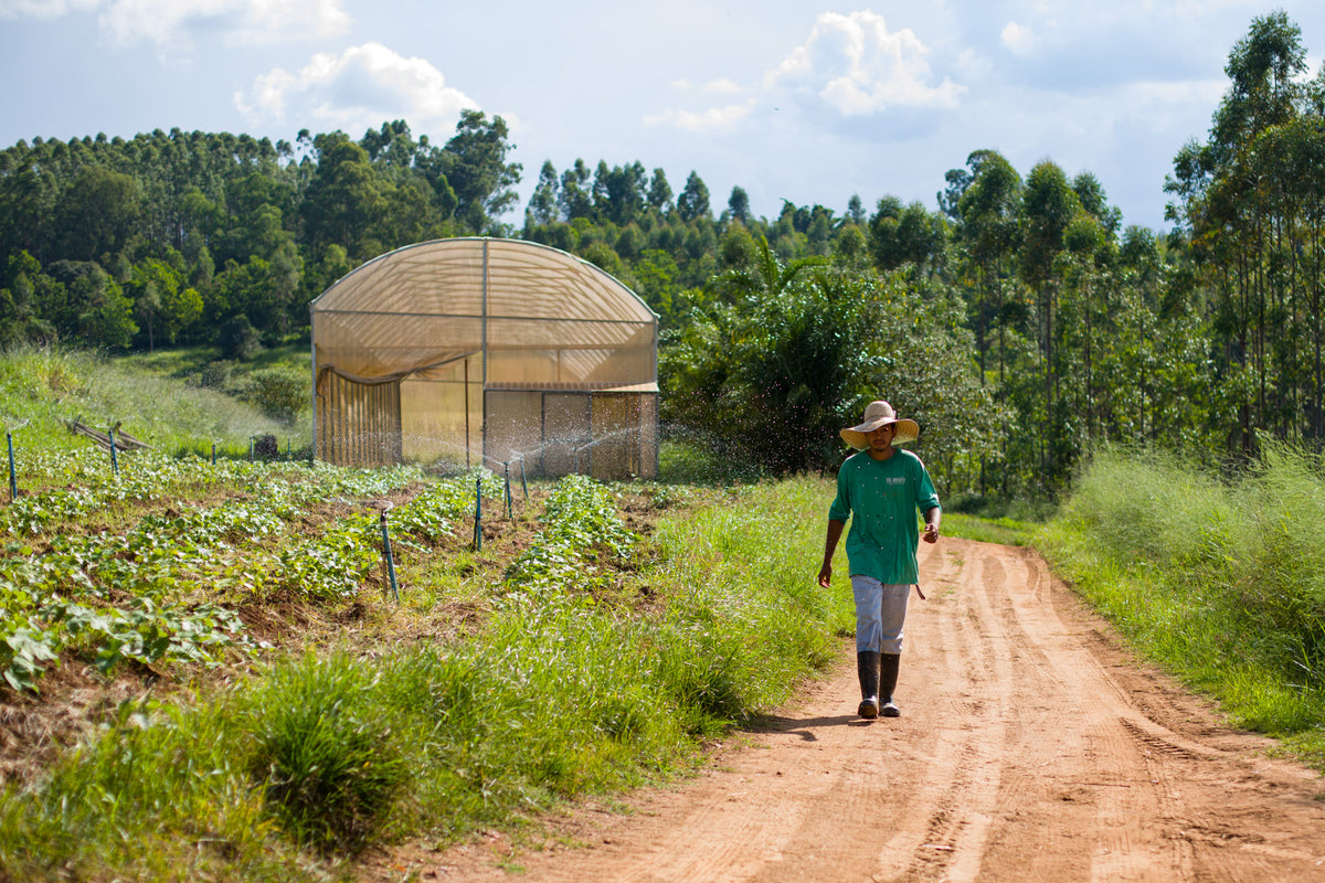 Os benefícios de comprar alimentos com um produtor orgânico local