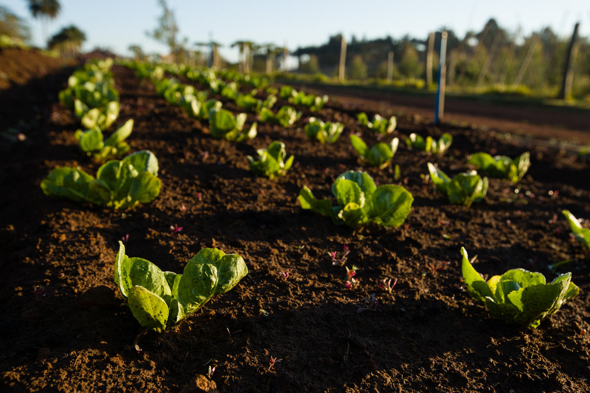Como os alimentos orgânicos podem ajudar o meio ambiente