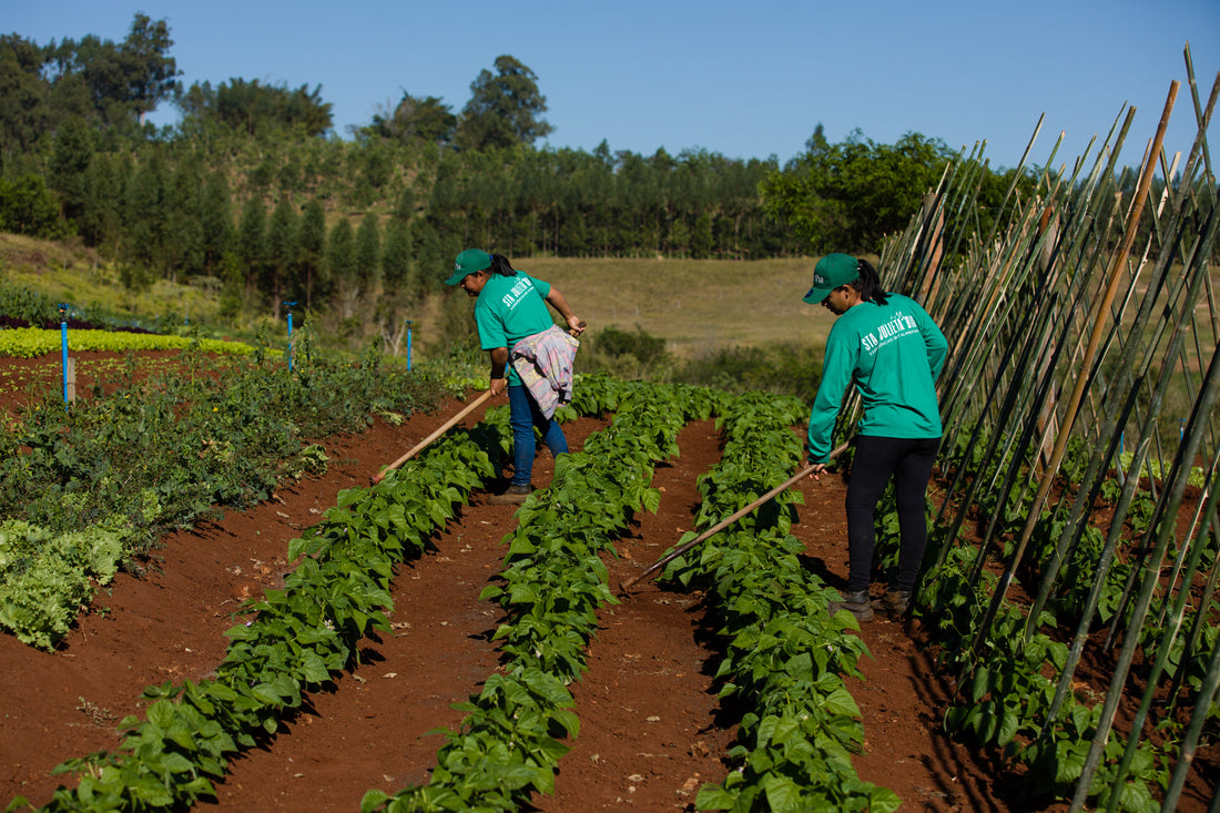 Como as pequenas fazendas são afetadas pela agricultura apoiada pela comunidade