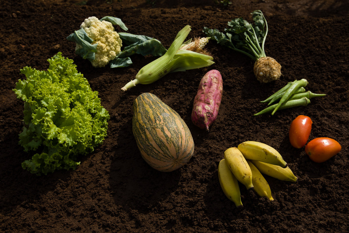 5 razões para mudar para uma dieta a base de alimentos orgânicos